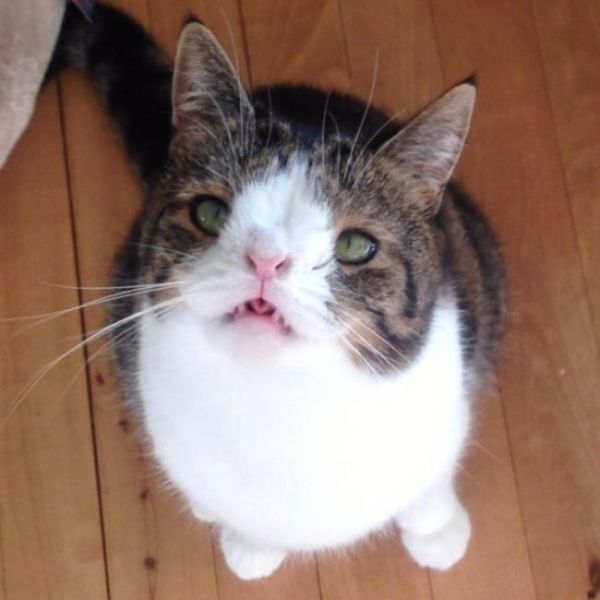 A Strangely Deformed Cat That Is Still Pretty Adorable (26 pics ...