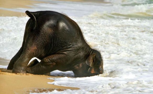 This Baby Elephant’s Day at the Beach Will Bring a Smile to Your Face