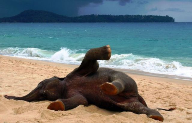 This Baby Elephant’s Day at the Beach Will Bring a Smile to Your Face