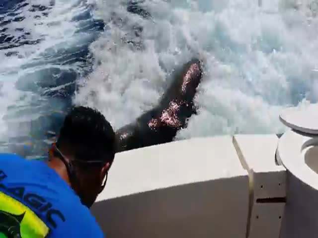 Sea Lion Chases Boat to Collect Tribute 