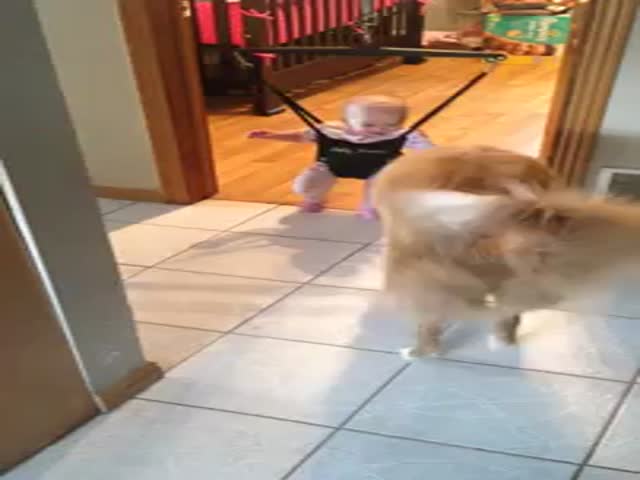 Dog Tries to Teach Baby How to Jump in Her Bouncy Chair 