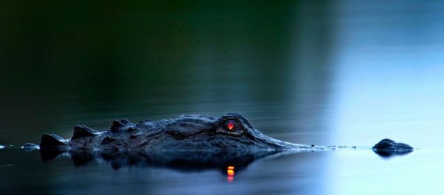 Swamp Animals Are Even More Frightening at Night
