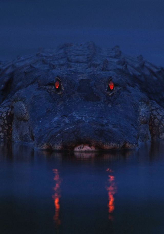 Swamp Animals Are Even More Frightening at Night