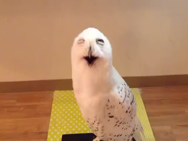 Cute Owl Makes Funny Derpy Face + Funny Edit  (VIDEO)