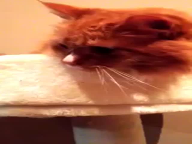 Cat's Funny Reflex Reaction to the Sound of Unrolling Tape  (VIDEO)