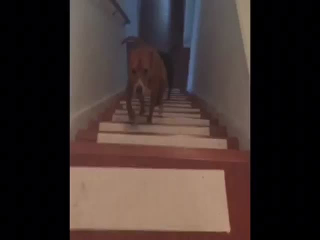Pit Bull Found a Way to Overcome His Fear of Doorways 