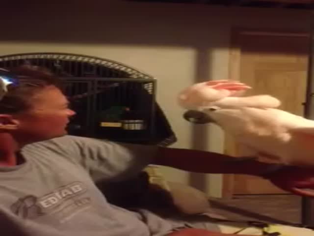 This Cockatoo Is a Little Bit Crazy  (VIDEO)