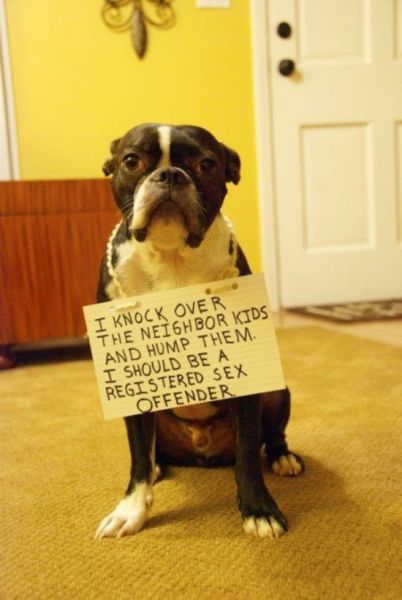Dogs Getting Publicly Shamed by Their Owners