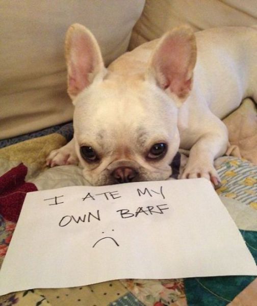 Dogs Getting Publicly Shamed by Their Owners