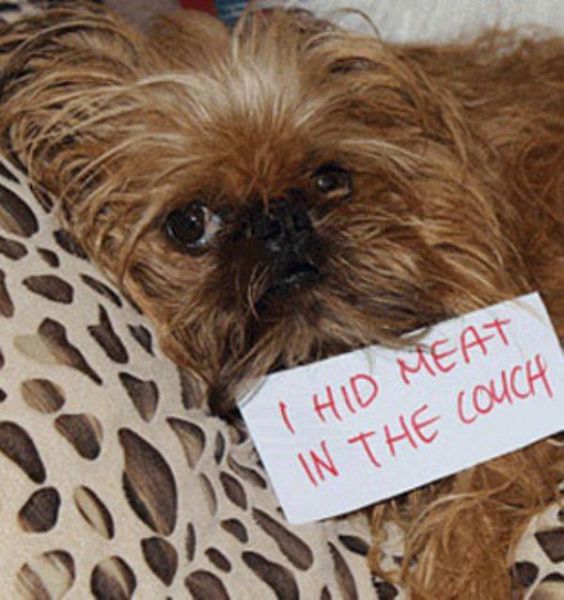 Dogs Getting Publicly Shamed by Their Owners