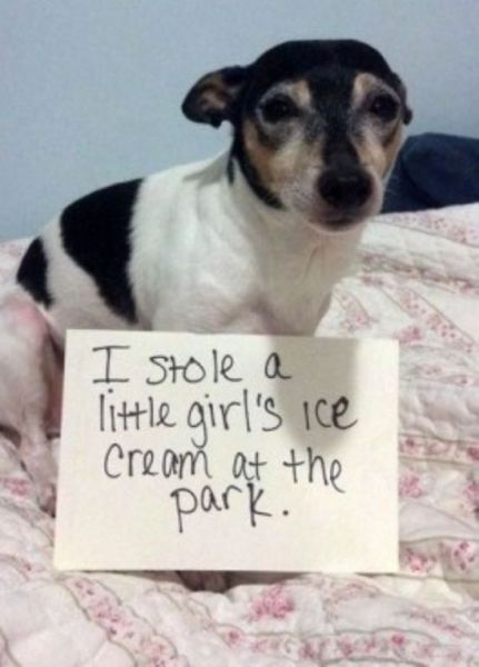 Dogs Getting Publicly Shamed by Their Owners