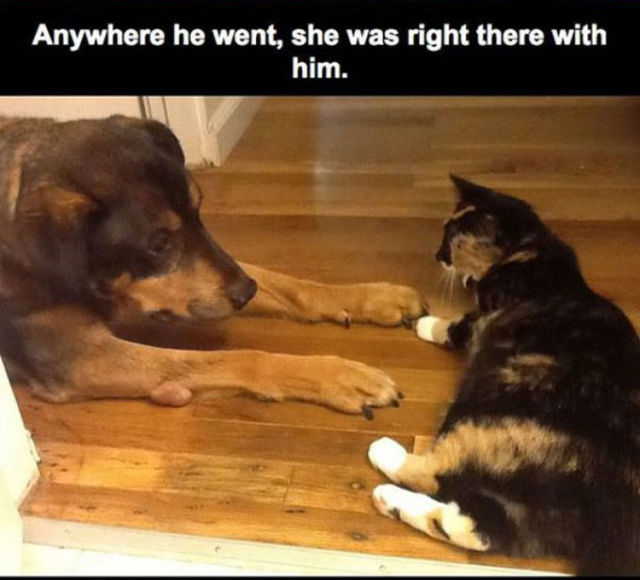 A Sad Story of a Cat Who Lost Her Best Friend