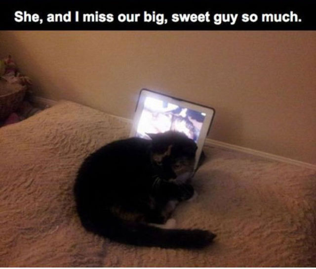 A Sad Story of a Cat Who Lost Her Best Friend