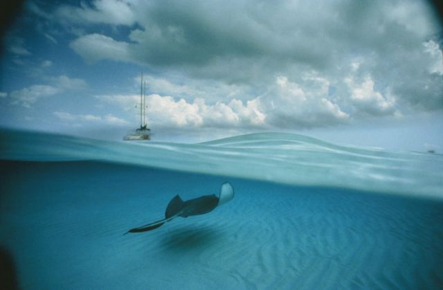 Stunning Photography Captures Life Above and Below the Water