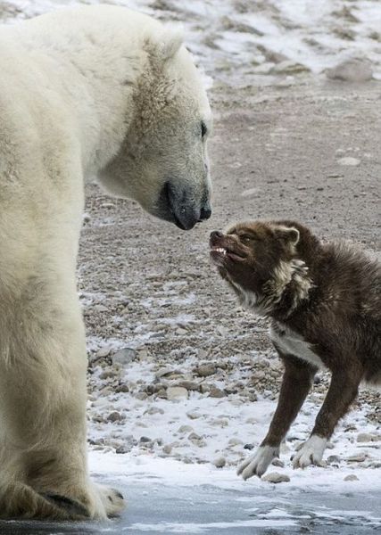 A Dog Who Isn’t Scared of Anything