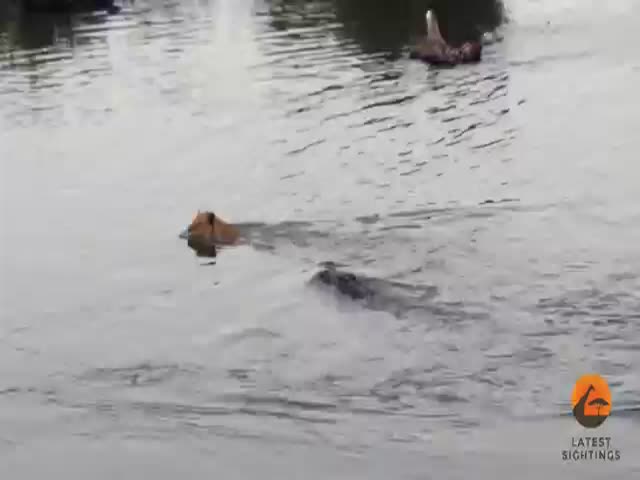 What Happens When a Young Male Lion Ventures into Crocodile Waters 