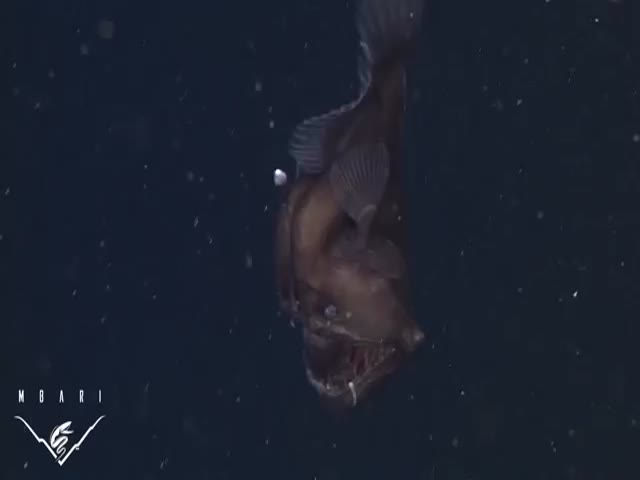 First Video Ever Caught of the Terrifying Anglerfish 'Black Sea Devil' 