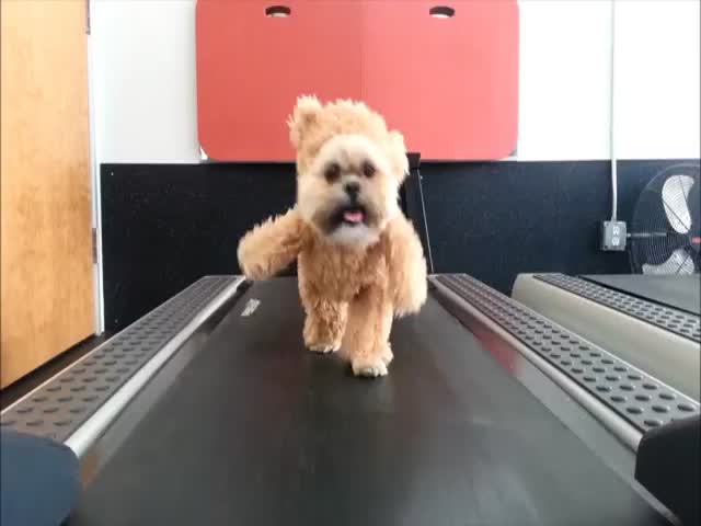 Shih Tzu in Teddy Bear Costume + Treadmill = IRL Ewok  (VIDEO)