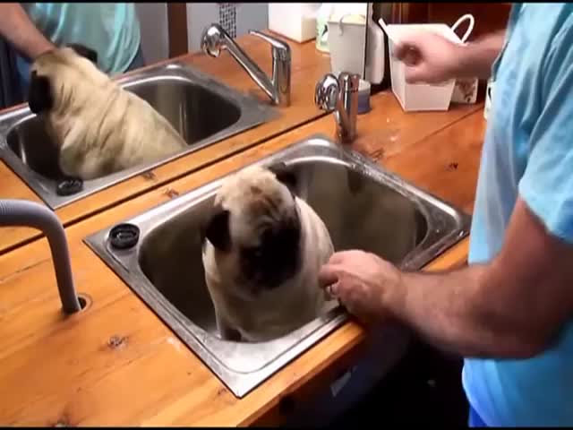 Barry the Pug Takes a Bath  (VIDEO)