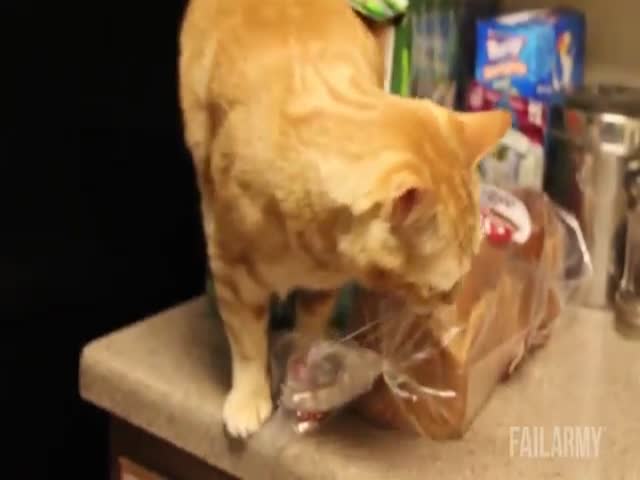 The Ultimate Animal Fails Compilation 