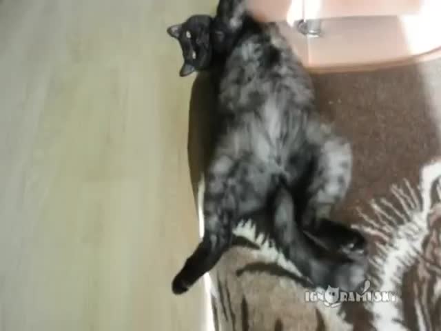 There's No Match to the Laziness and Indifference of a Cat  (VIDEO)