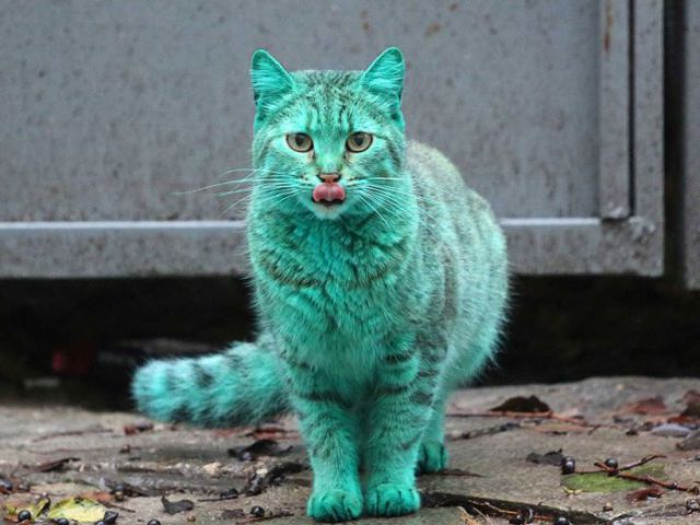 Bulgaria Is Home to the First Green Cat in History