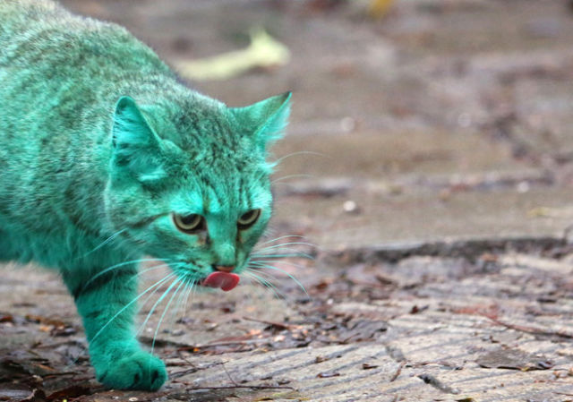 Bulgaria Is Home to the First Green Cat in History