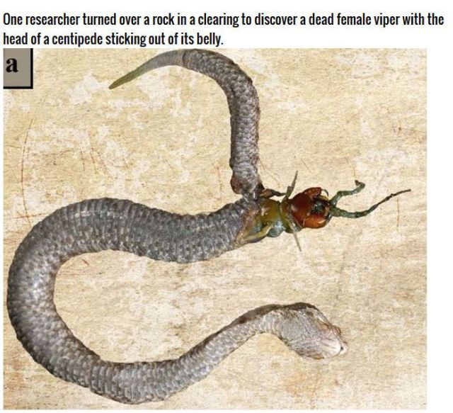 First Time I Actually Feel Bad for a Snake