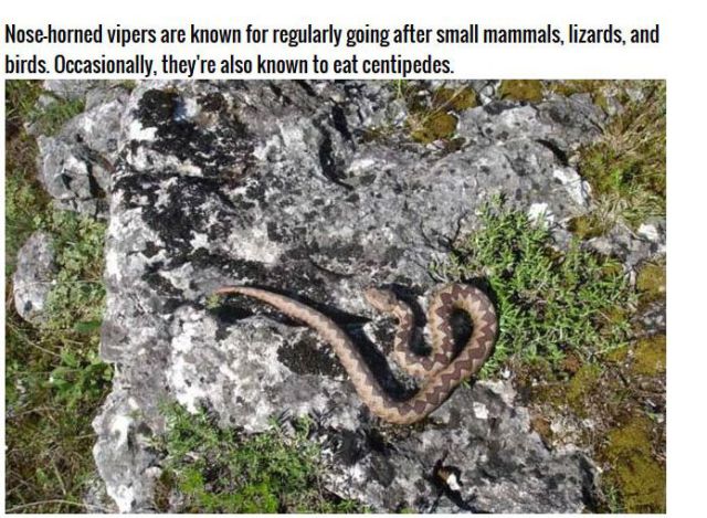 First Time I Actually Feel Bad for a Snake