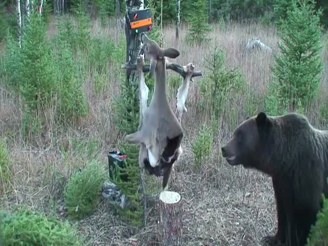 Bears Are Smart and Persistent Animals  (VIDEO)