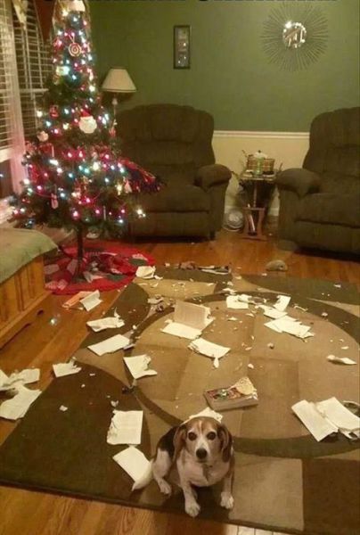 Pets Who Seriously Hate Christmas