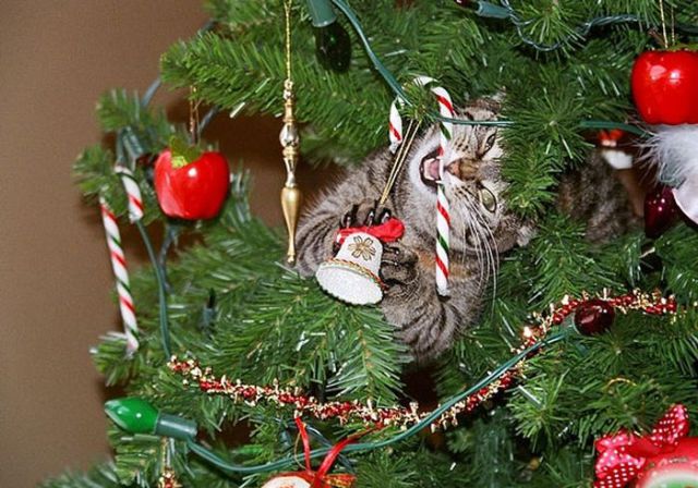 Pets Who Seriously Hate Christmas