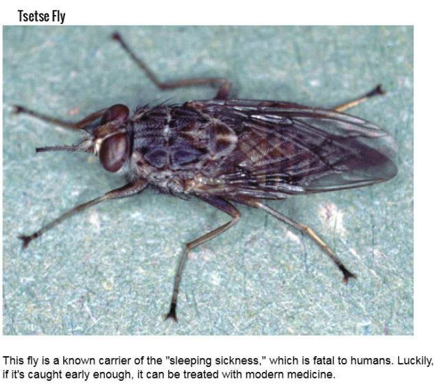 The Deadliest Insects on the Planet