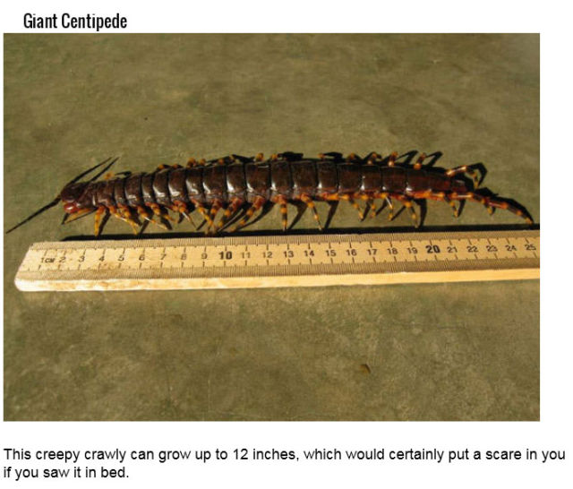 The Deadliest Insects on the Planet