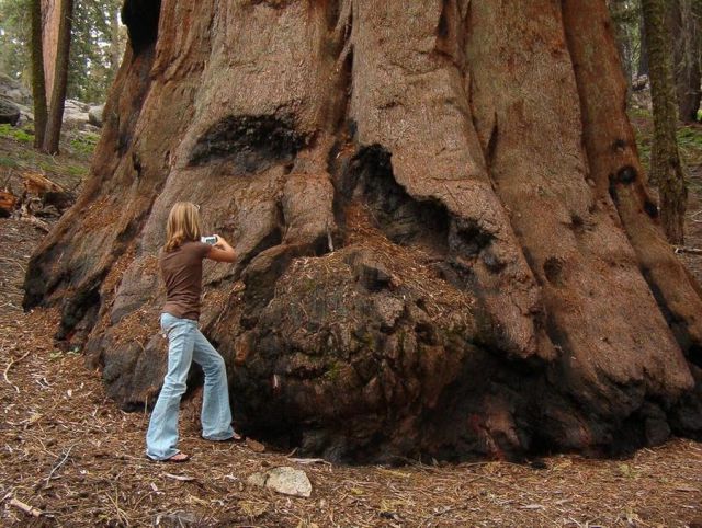 A Massive Ancient Tree That Is Bigger Than You’d Believe