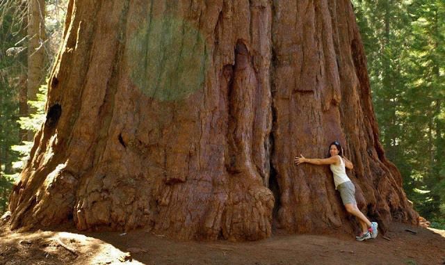 A Massive Ancient Tree That Is Bigger Than You’d Believe