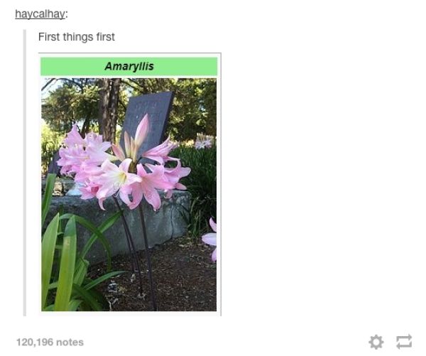 The Best Tumblr Moments from 2014