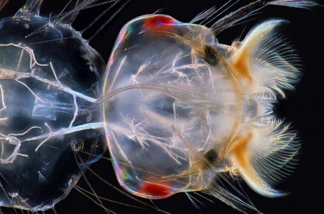 2014’s Most Fascinating Science Pictures
