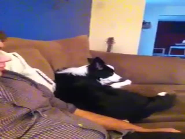 Dog Tries to Make up for Chewing His New Bed  (VIDEO)