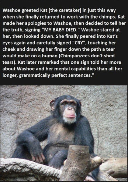 chimpanzee baby sees frienss