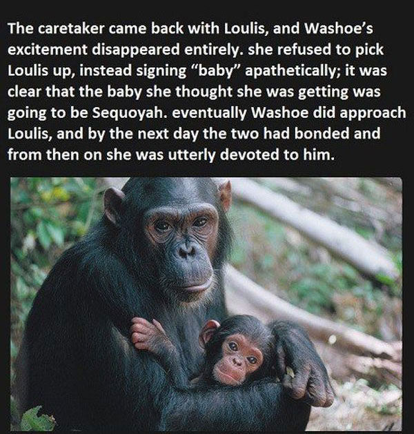 A Chimp’s Surprising and Touching Reaction to Being Told Her Baby Had Died