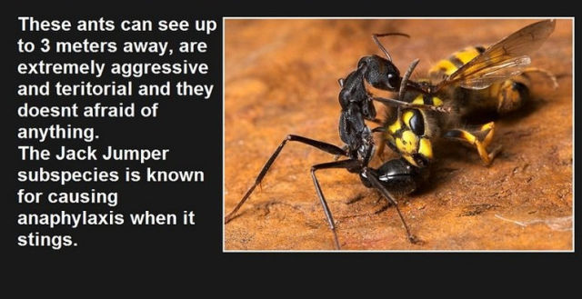 The Most Surprisingly Dangerous Things in Australia