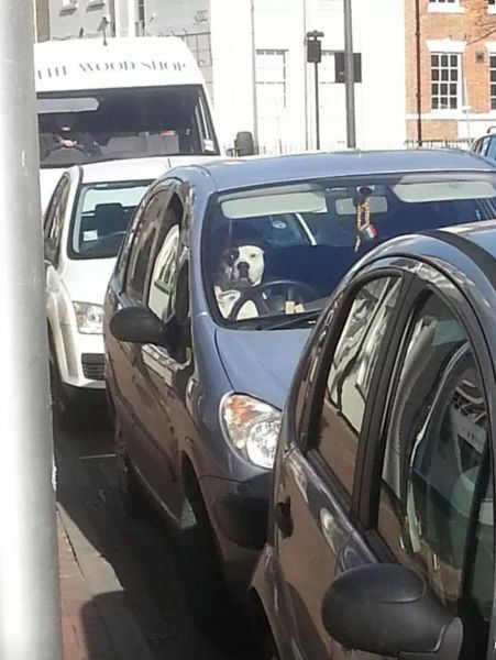 Traffic Is a Commuter’s Nightmare and It Has Its Odd Moments