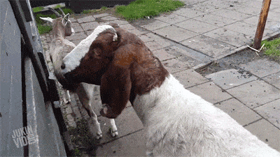 Daily Life Moments Are Hilarious in GIFs