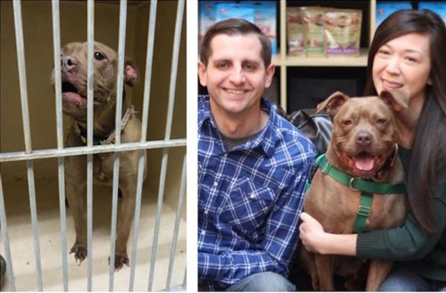 Before and After Pics of Animals Who Have Been Adopted