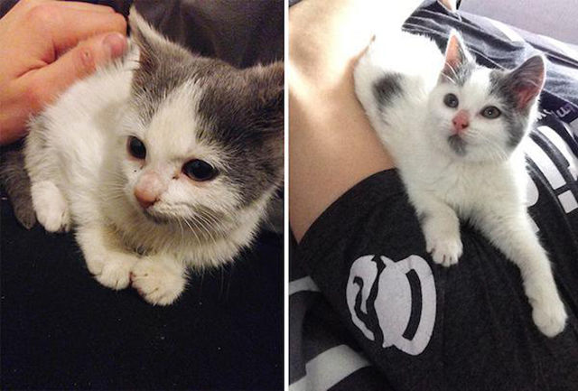 Before and After Pics of Animals Who Have Been Adopted