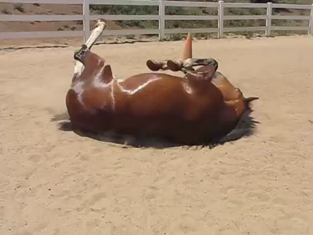 Horse Does the Biggest Farts You've Ever Heard  (VIDEO)