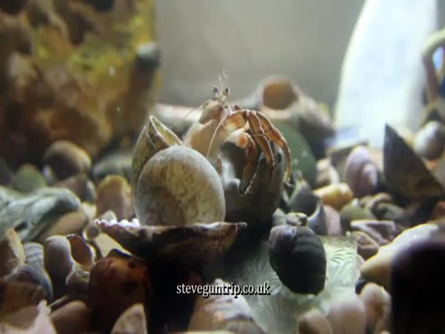 Guy Caught His Hermit Crab Changing Its Shell on Video 