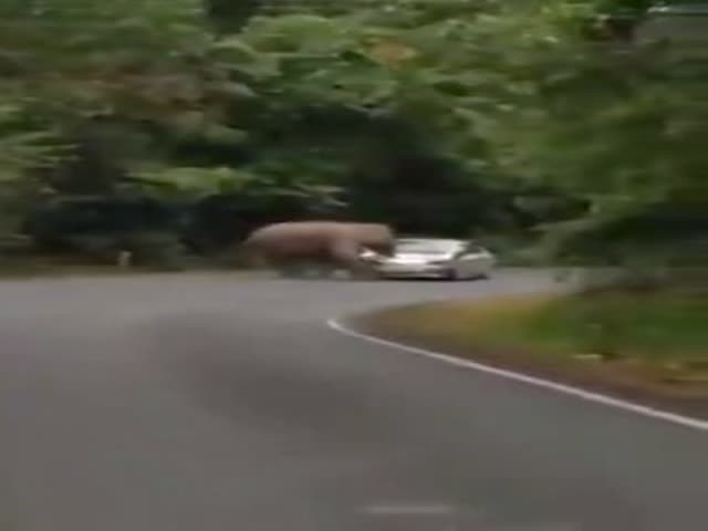 This Elephant Is a Real Asshole  (VIDEO)