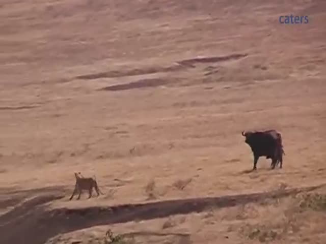 Brave Buffalo Saves Its Calf from Pride of Lions 